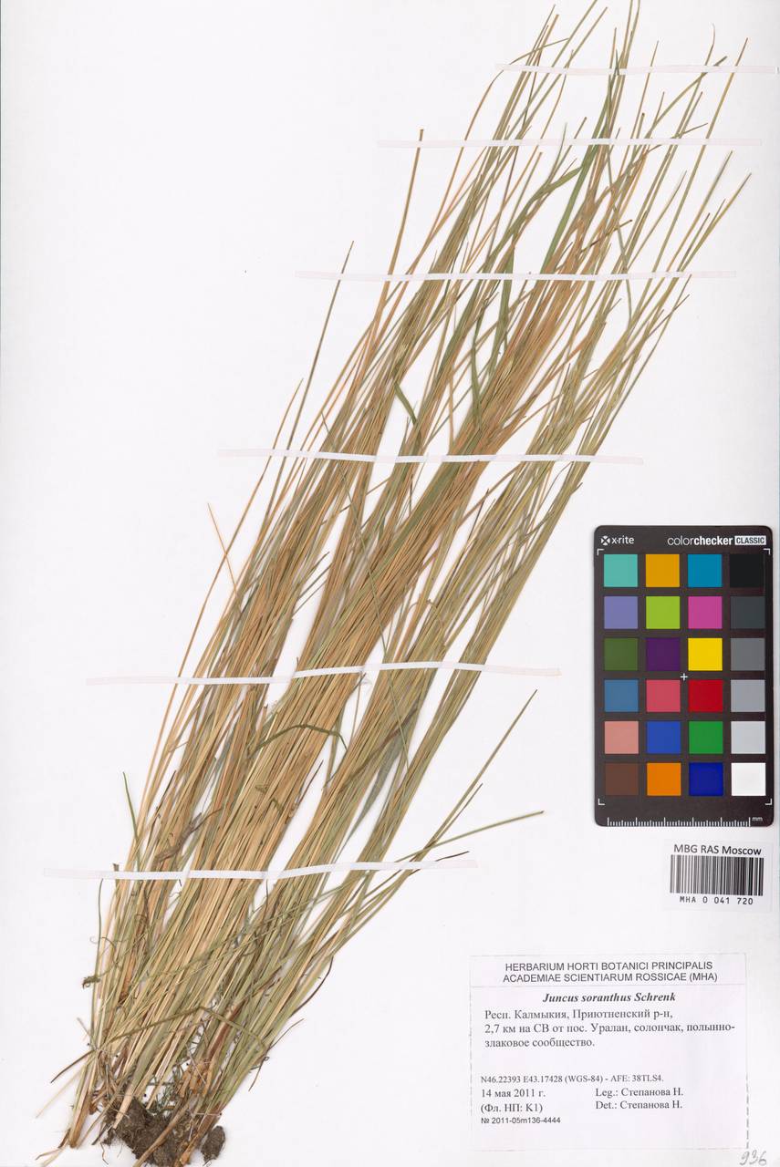 Juncus soranthus Schrenk, Eastern Europe, Lower Volga region (E9) (Russia)