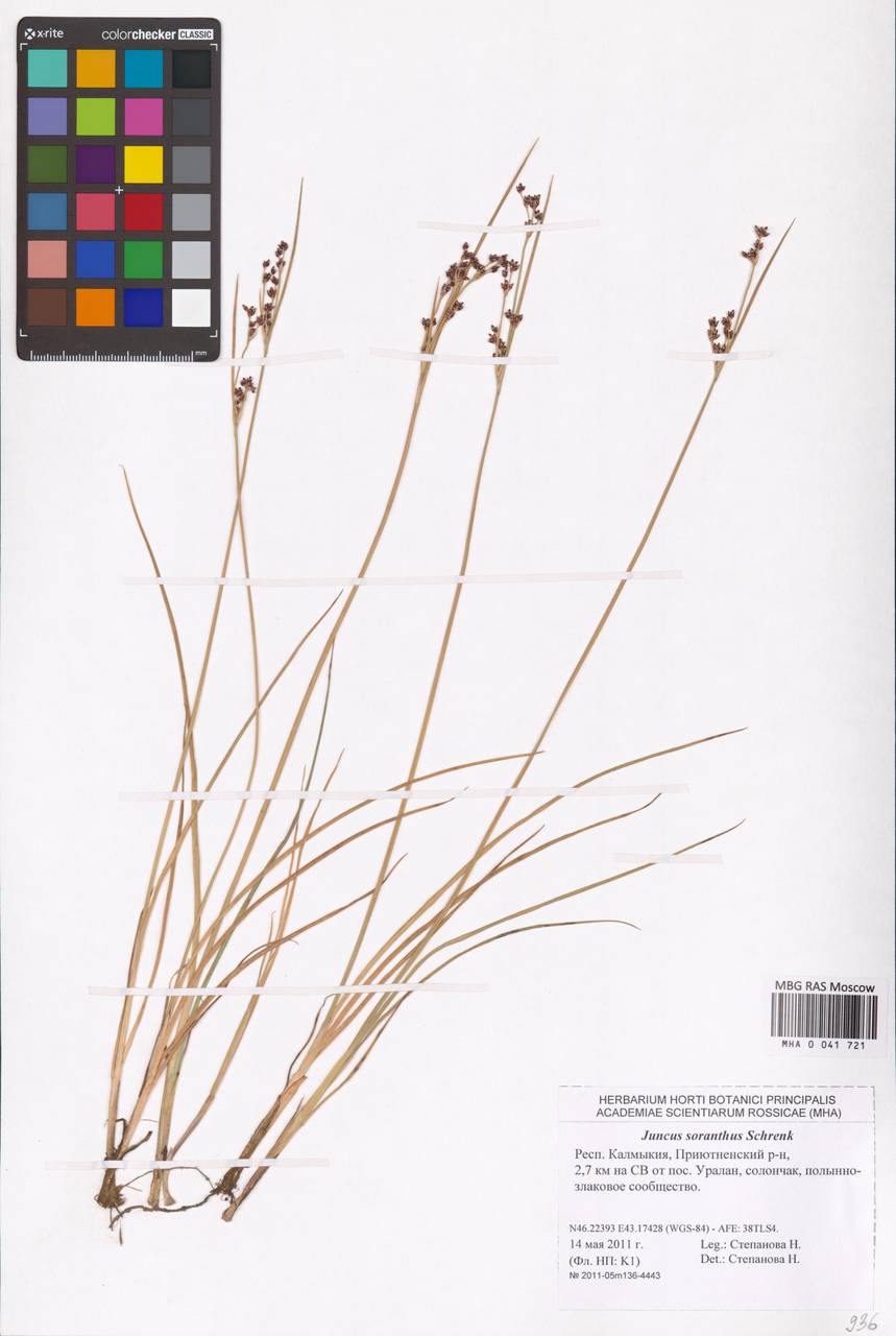 Juncus soranthus Schrenk, Eastern Europe, Lower Volga region (E9) (Russia)