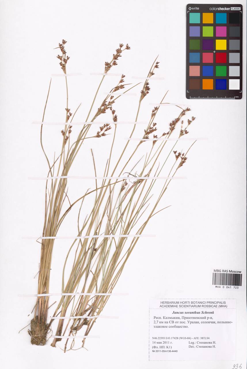 Juncus soranthus Schrenk, Eastern Europe, Lower Volga region (E9) (Russia)