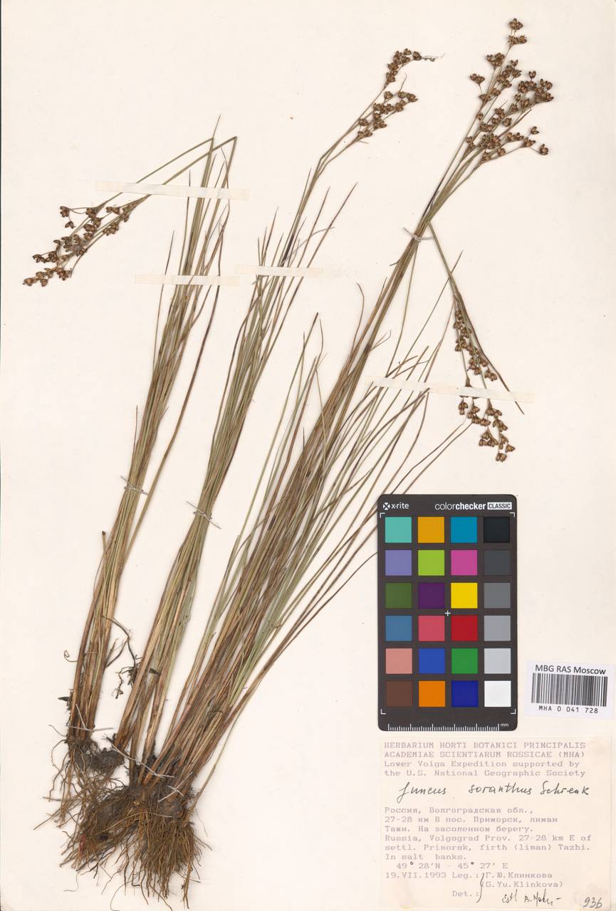 Juncus soranthus Schrenk, Eastern Europe, Lower Volga region (E9) (Russia)