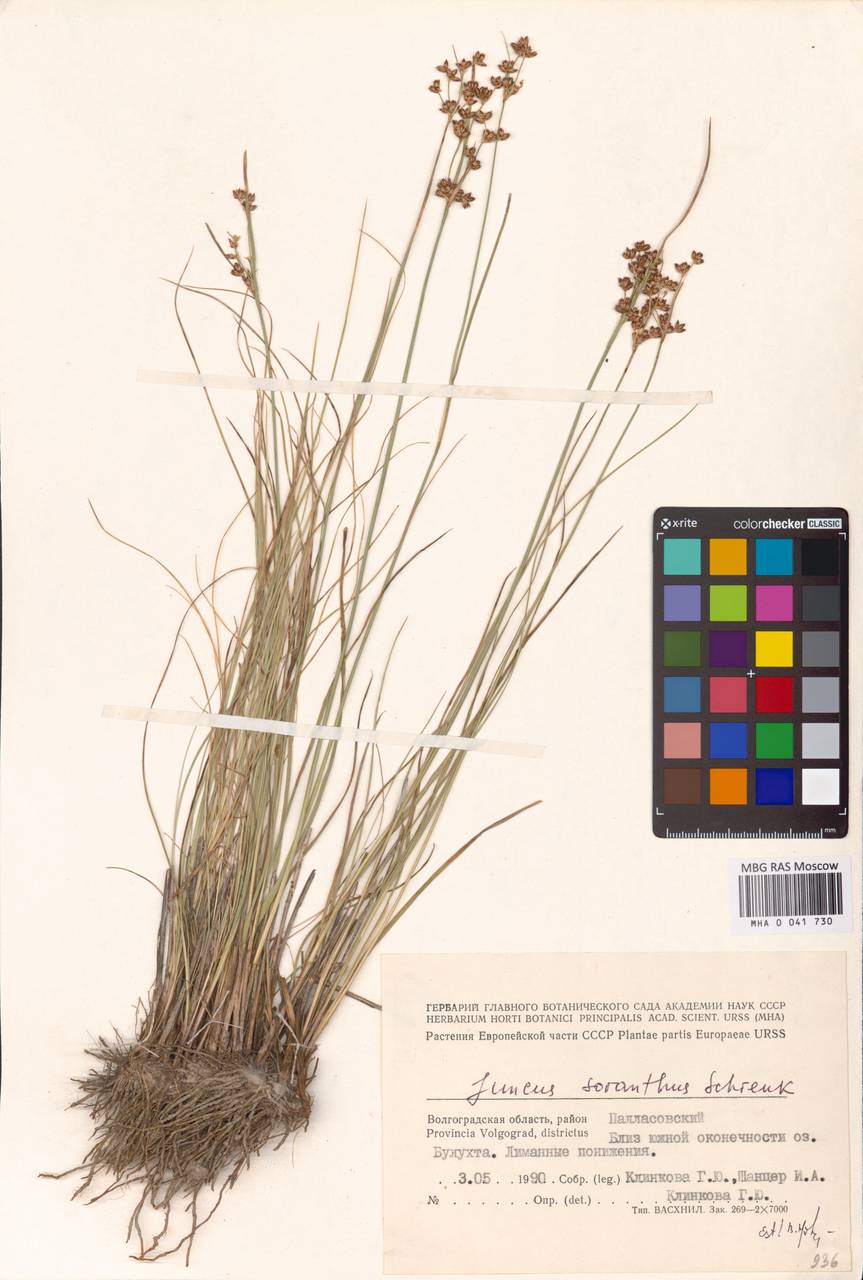 Juncus soranthus Schrenk, Eastern Europe, Lower Volga region (E9) (Russia)