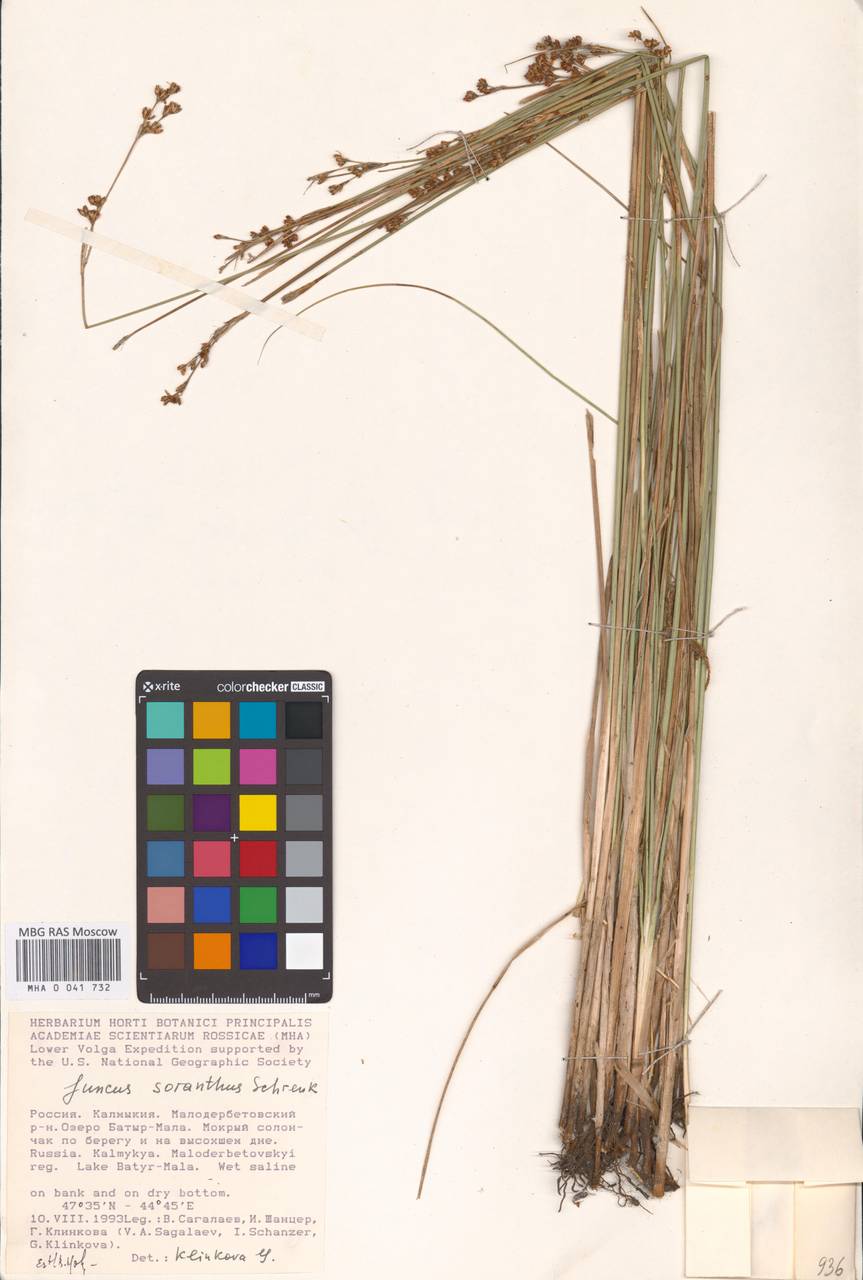 Juncus soranthus Schrenk, Eastern Europe, Lower Volga region (E9) (Russia)