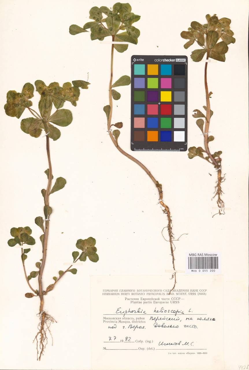 Euphorbia helioscopia L., Eastern Europe, Moscow region (E4a) (Russia)