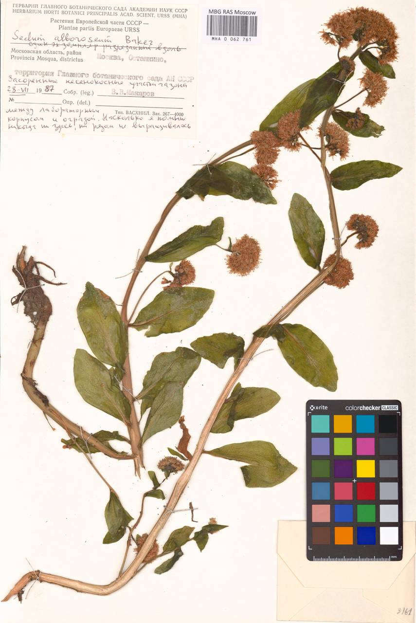 Hylotelephium erythrostictum (Miq.) H. Ohba, Eastern Europe, Moscow region (E4a) (Russia)