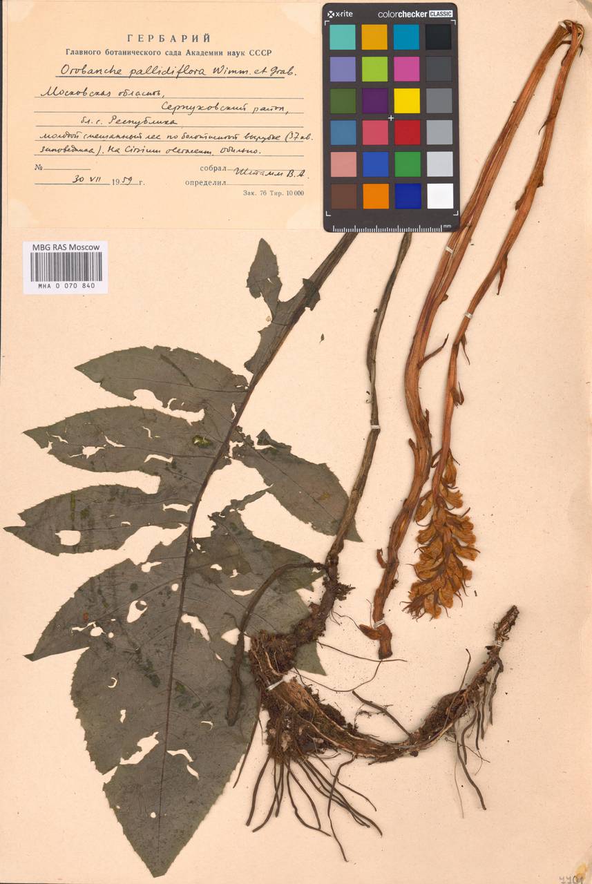 Orobanche reticulata subsp. pallidiflora (Wimm. & Grab.) Hayek, Eastern Europe, Moscow region (E4a) (Russia)