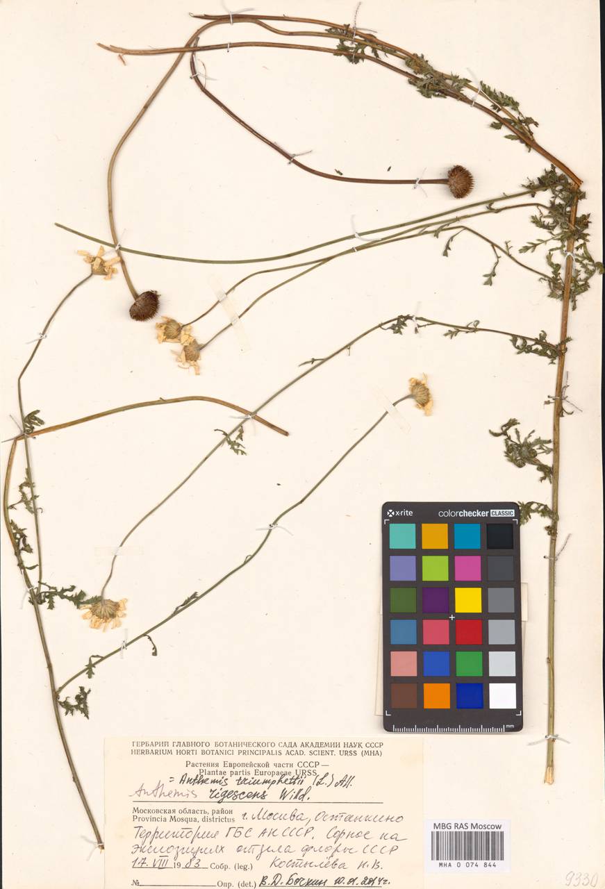 Cota triumfettii subsp. triumfettii, Eastern Europe, Moscow region (E4a) (Russia)