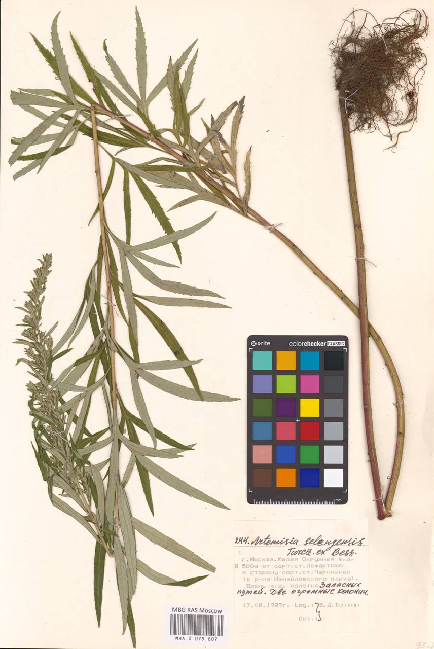 Artemisia selengensis Turcz. ex Besser, Eastern Europe, Moscow region (E4a) (Russia)