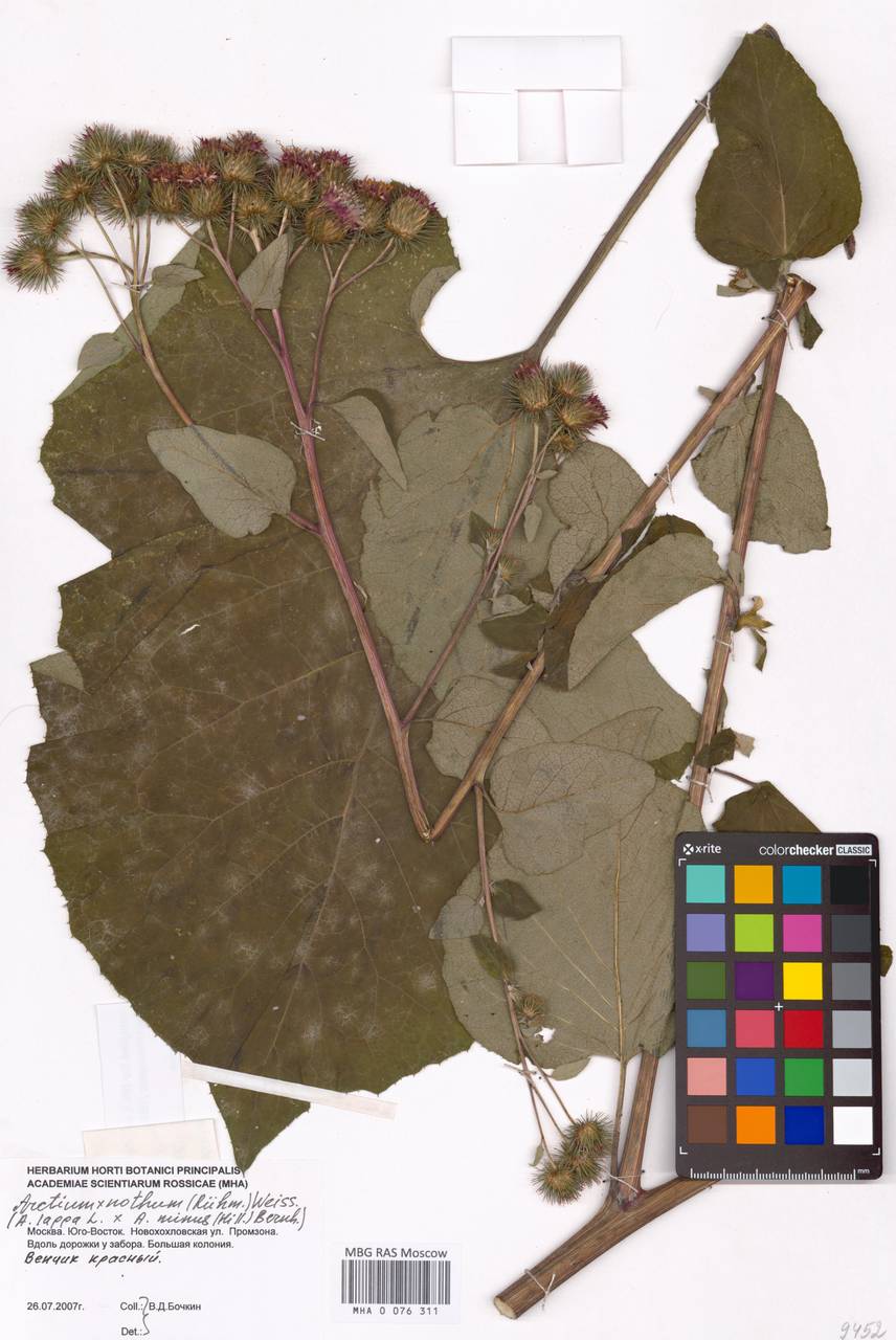 Arctium ×nothum (Ruhmer) Hallier, Eastern Europe, Moscow region (E4a) (Russia)