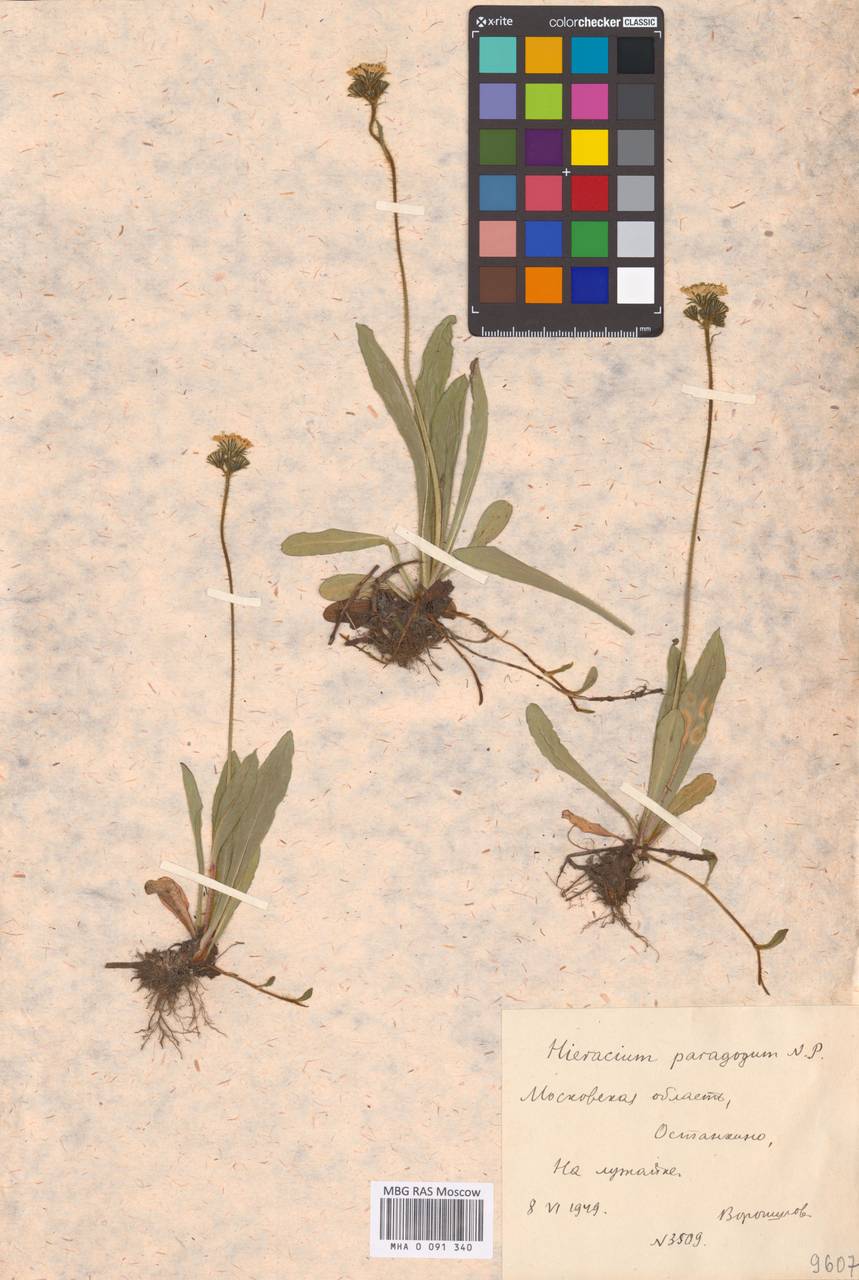 Pilosella paragoga (Nägeli & Peter) Soják, Eastern Europe, Moscow region (E4a) (Russia)