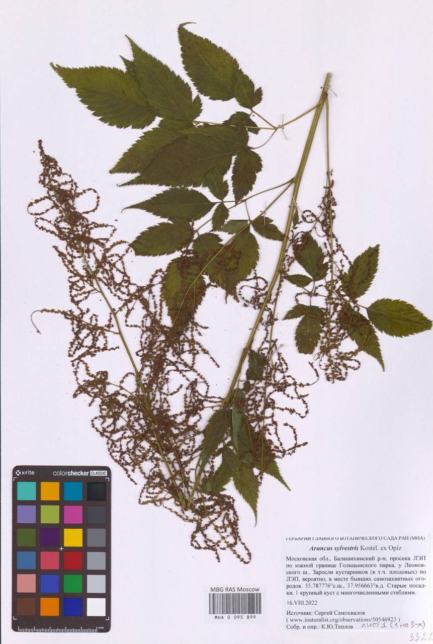 Aruncus sylvester Kostel., Eastern Europe, Moscow region (E4a) (Russia)