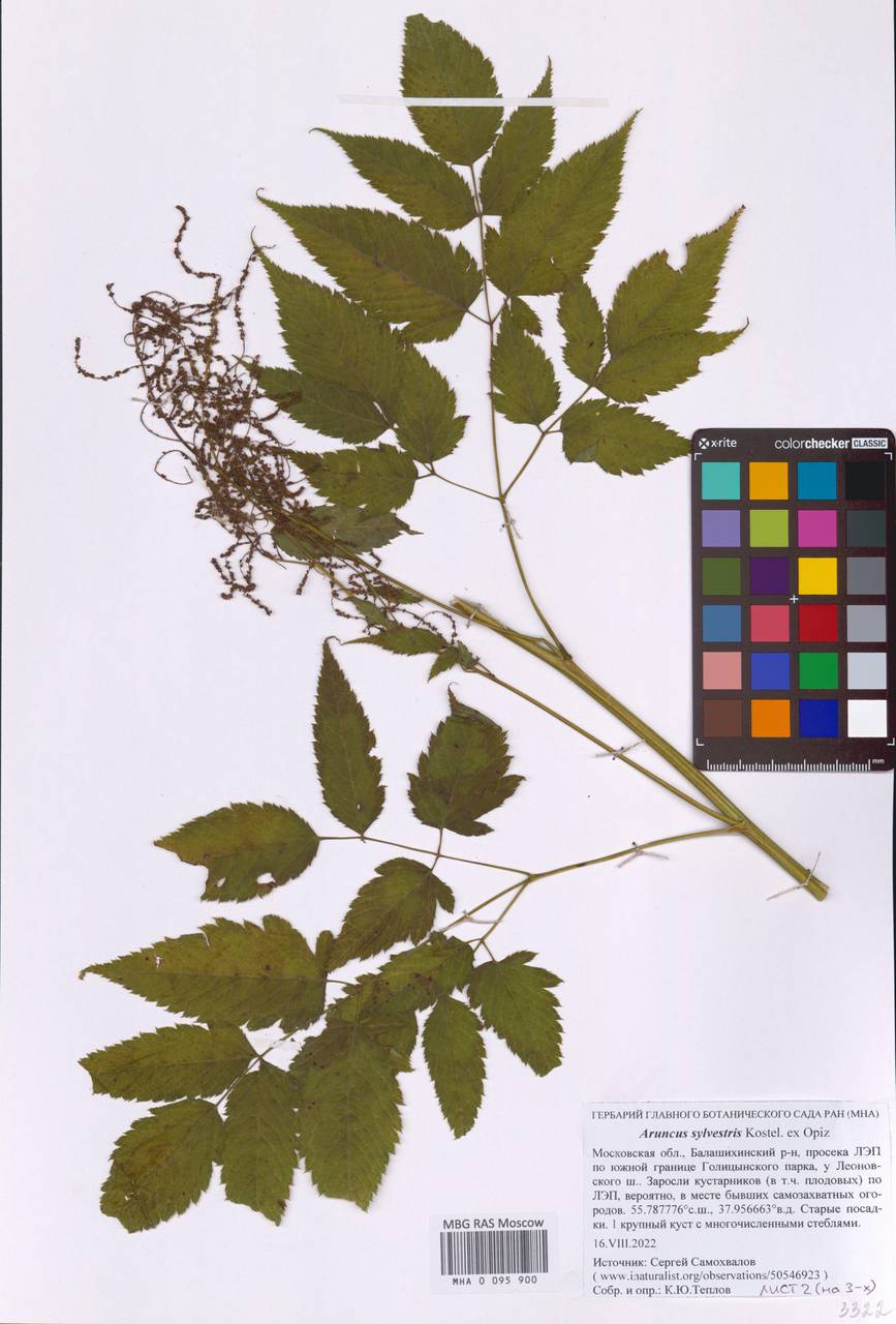 Aruncus sylvester Kostel., Eastern Europe, Moscow region (E4a) (Russia)