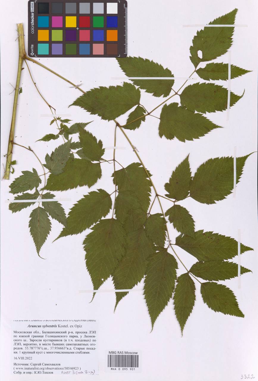 Aruncus sylvester Kostel., Eastern Europe, Moscow region (E4a) (Russia)