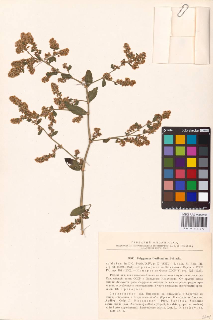Polygonum floribundum Schltdl. ex Spreng., Eastern Europe, Lower Volga region (E9) (Russia)