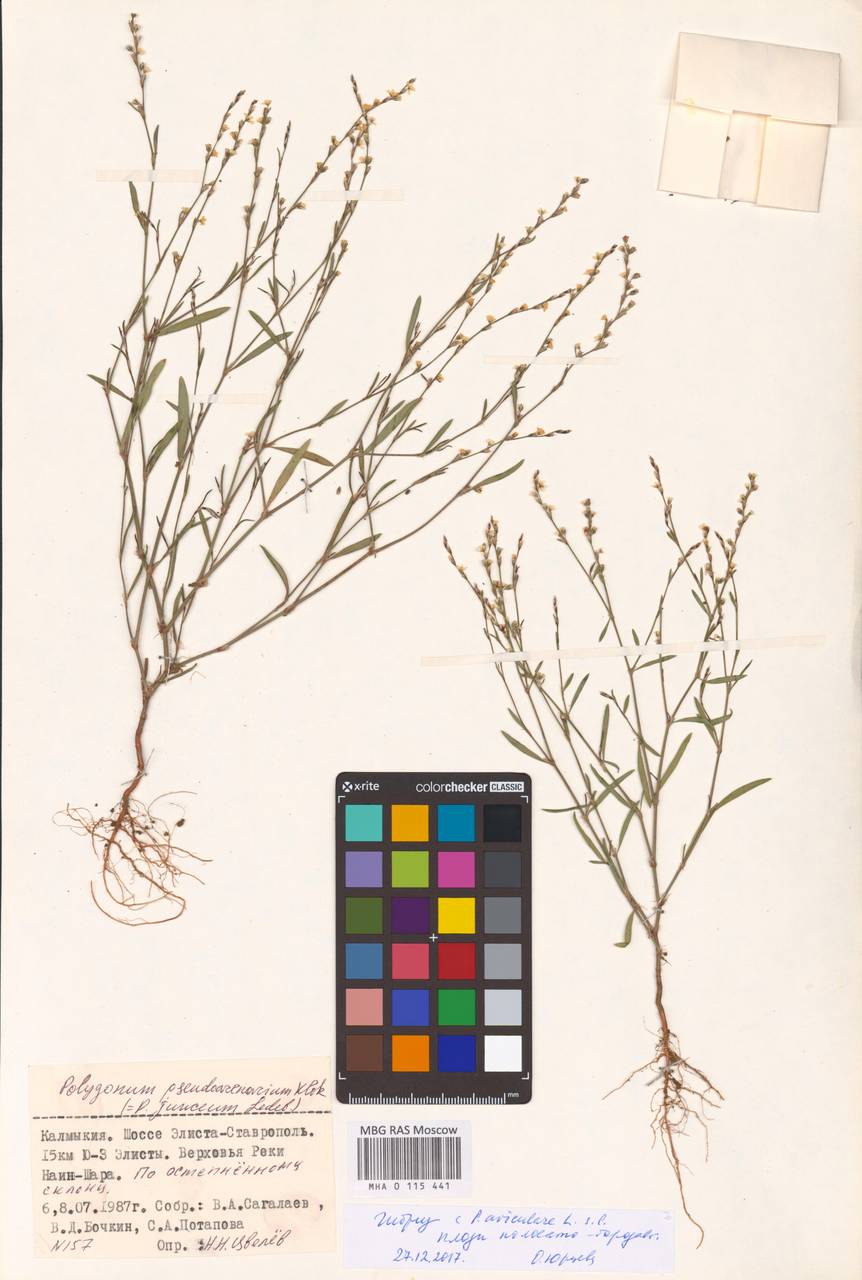 Polygonum arenarium subsp. arenarium, Eastern Europe, Lower Volga region (E9) (Russia)