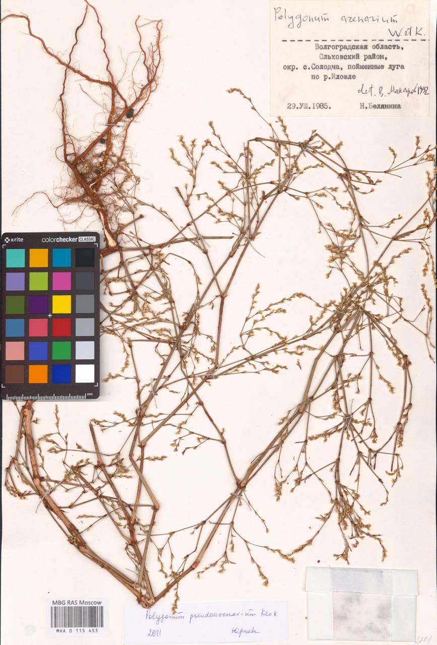 Polygonum arenarium subsp. arenarium, Eastern Europe, Lower Volga region (E9) (Russia)