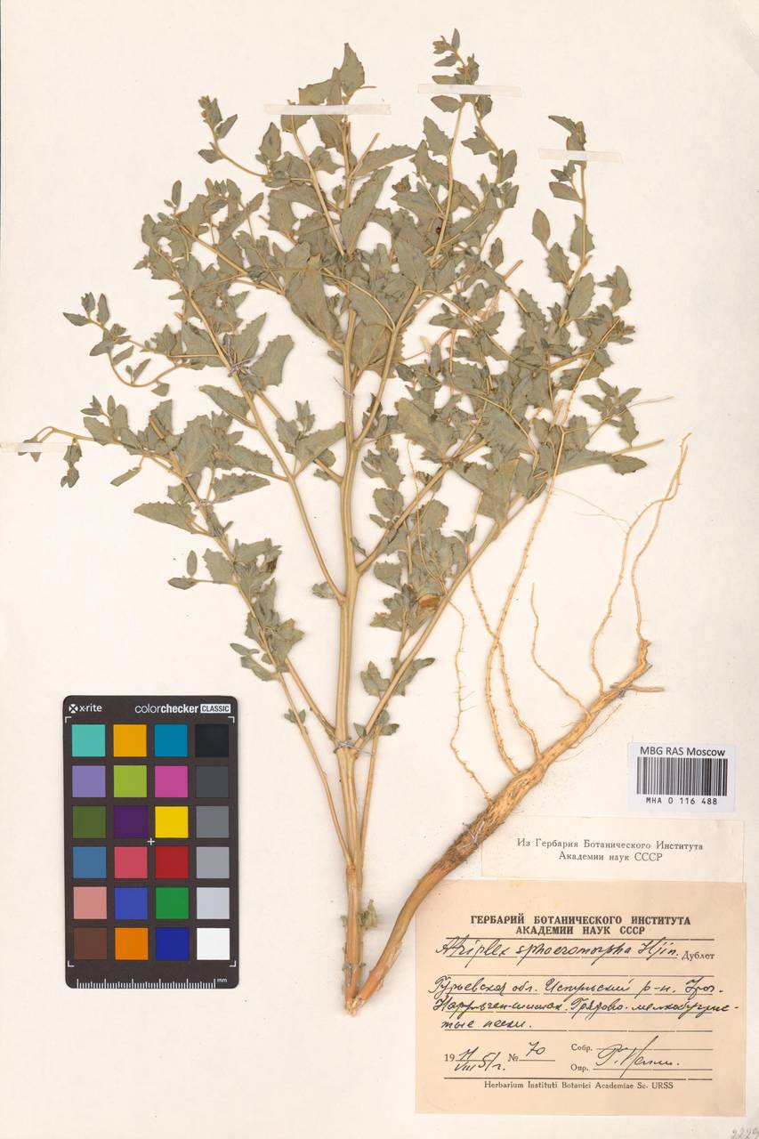 Atriplex sphaeromorpha Iljin, Middle Asia, Caspian Ustyurt & Northern Aralia (M8) (Kazakhstan)