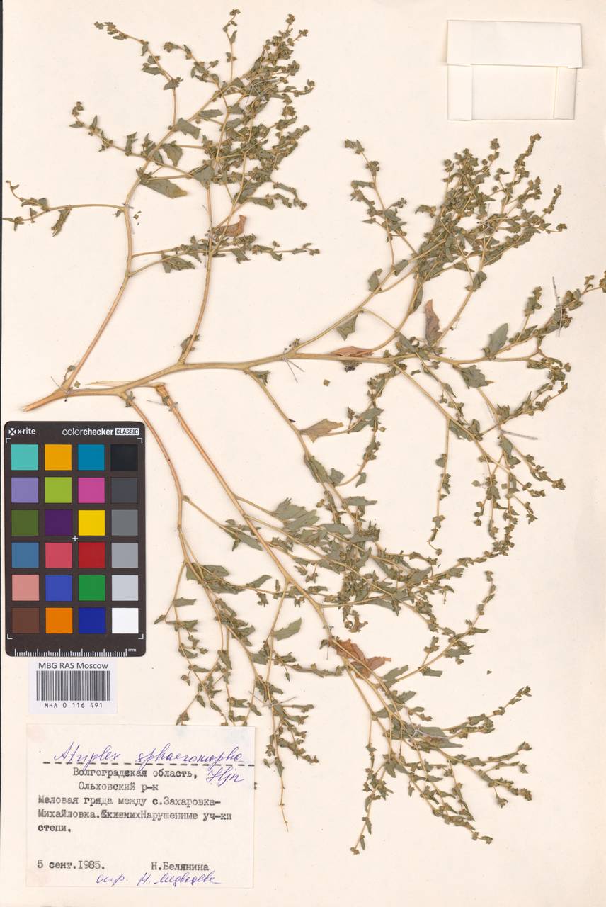Atriplex sphaeromorpha Iljin, Eastern Europe, Lower Volga region (E9) (Russia)