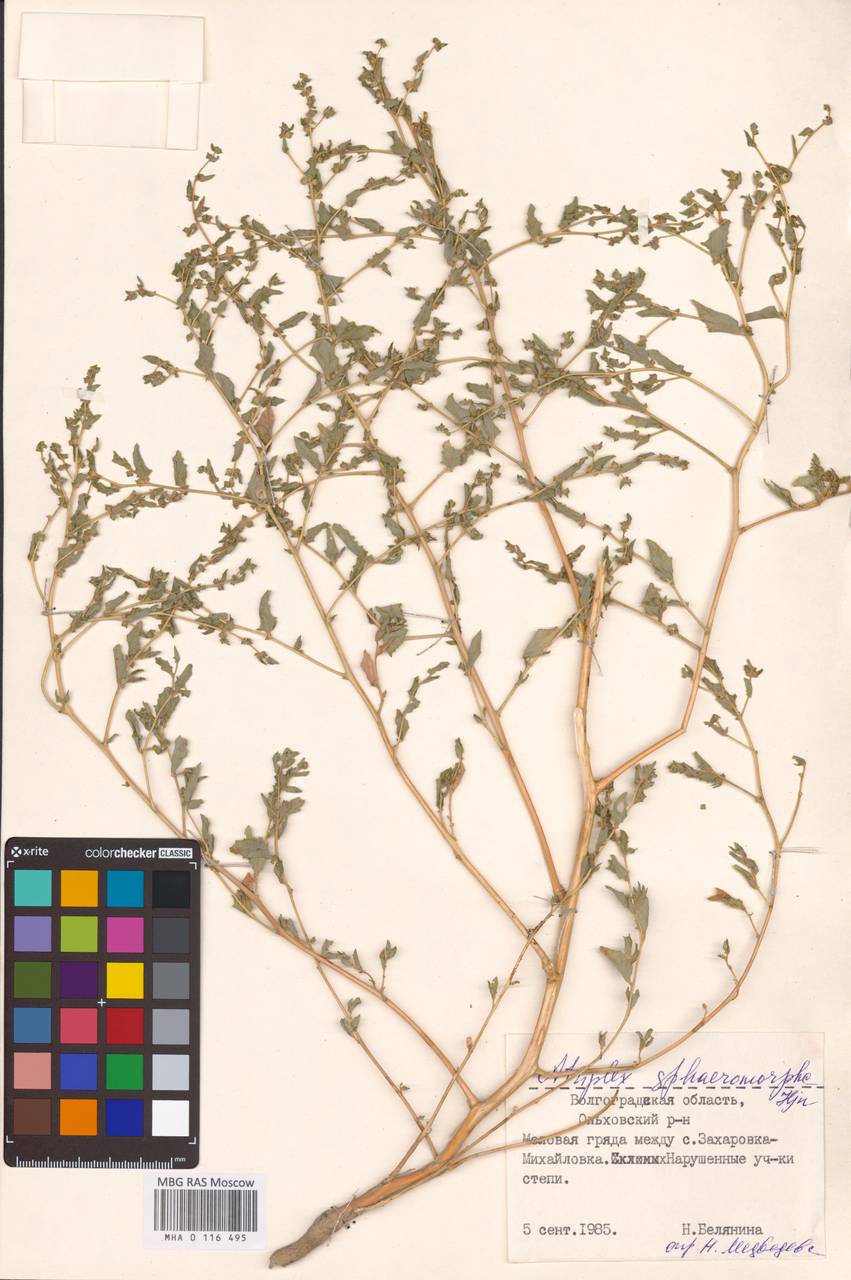Atriplex sphaeromorpha Iljin, Eastern Europe, Lower Volga region (E9) (Russia)