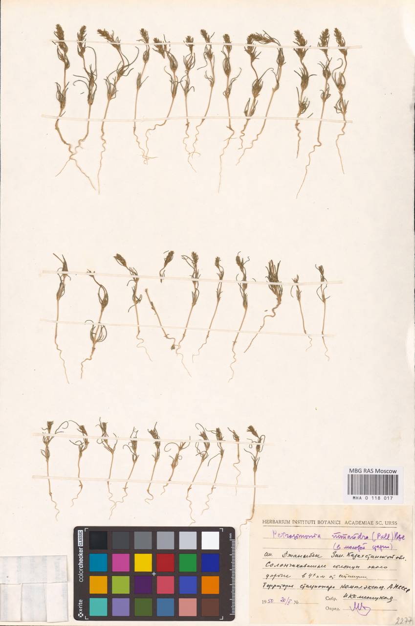 Petrosimonia monandra (Pall.) Bunge, Middle Asia, Caspian Ustyurt & Northern Aralia (M8) (Kazakhstan)