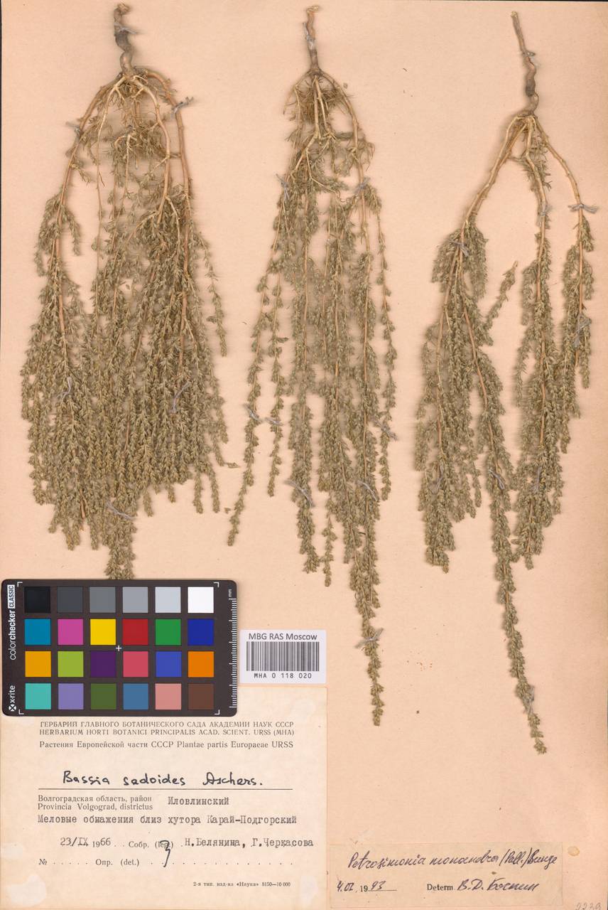 Petrosimonia monandra (Pall.) Bunge, Eastern Europe, Lower Volga region (E9) (Russia)