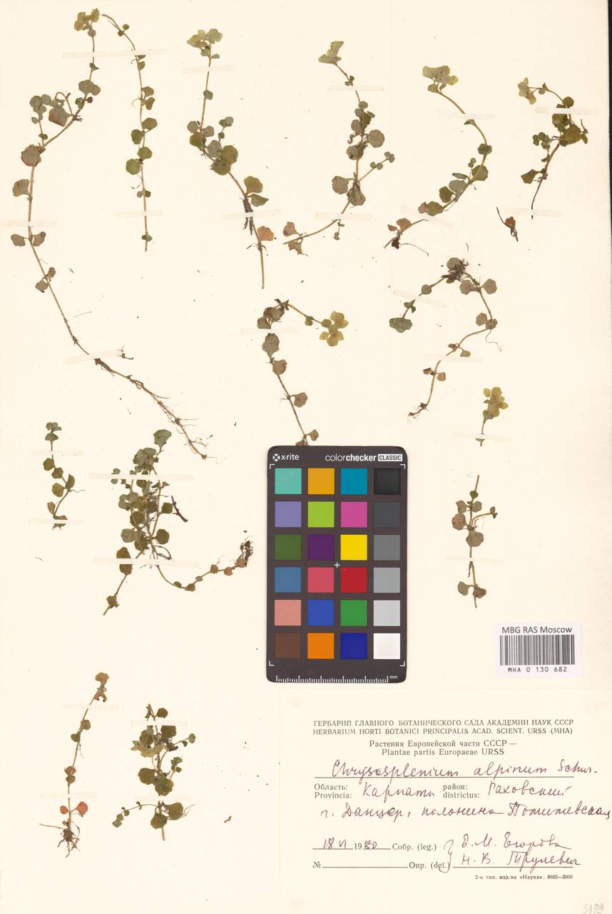 Chrysosplenium alpinum (Schur) Schur, Eastern Europe, West Ukrainian region (E13) (Ukraine)