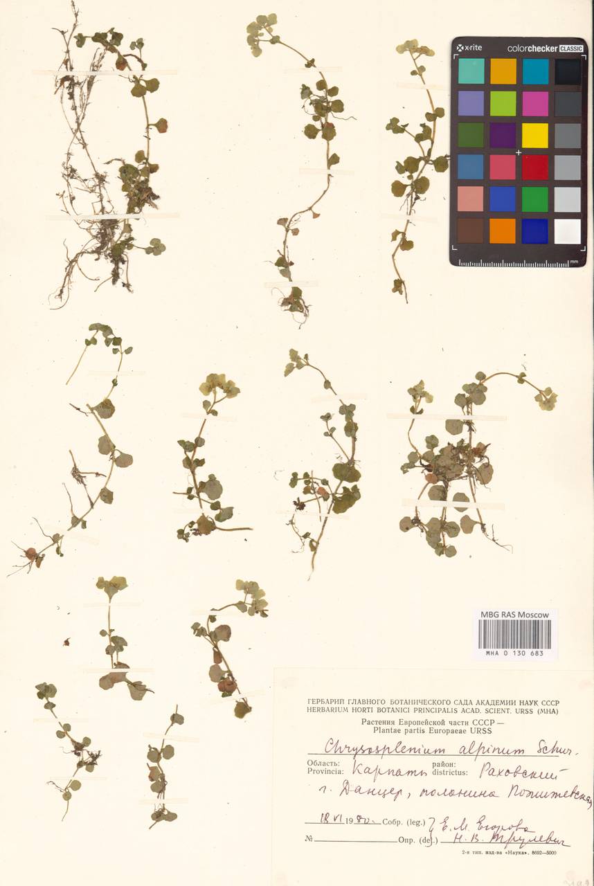 Chrysosplenium alpinum (Schur) Schur, Eastern Europe, West Ukrainian region (E13) (Ukraine)