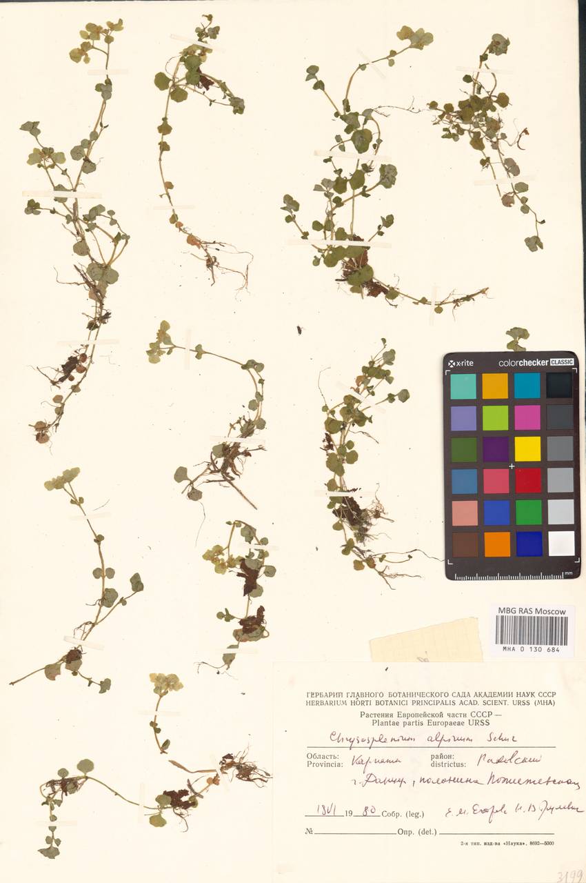 Chrysosplenium alpinum (Schur) Schur, Eastern Europe, West Ukrainian region (E13) (Ukraine)