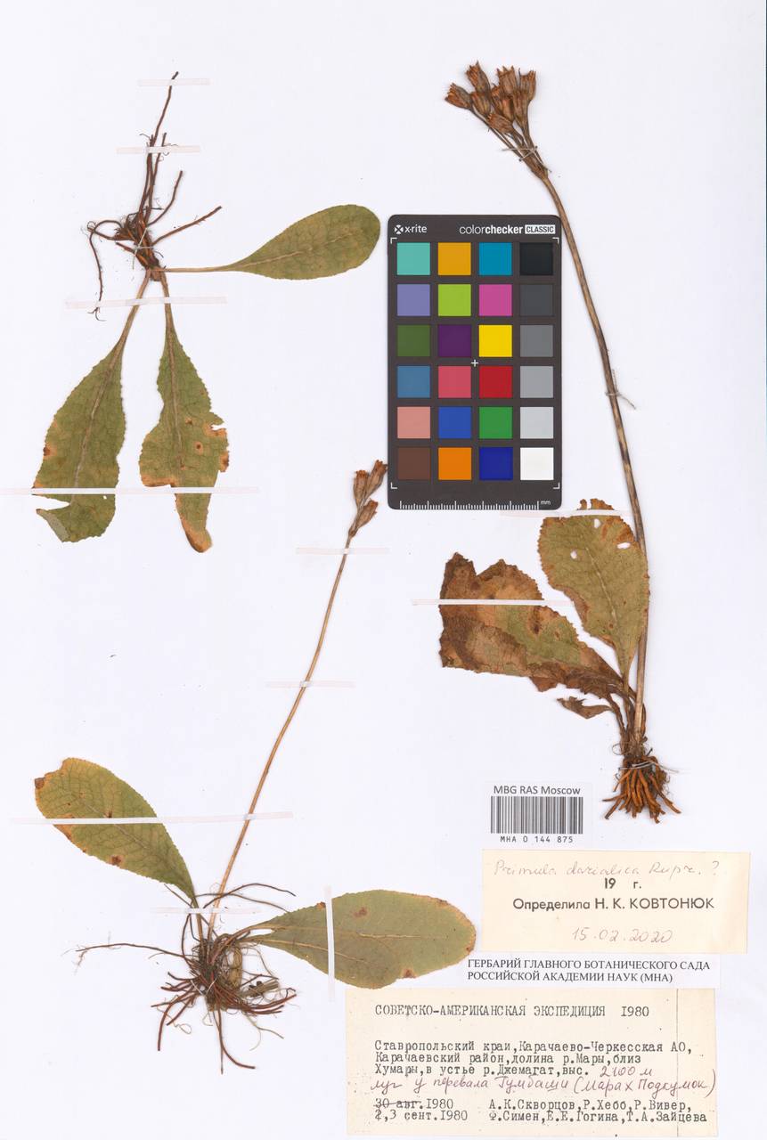 Primula darialica Rupr., Caucasus, Stavropol Krai, Karachay-Cherkessia & Kabardino-Balkaria (K1b) (Russia)