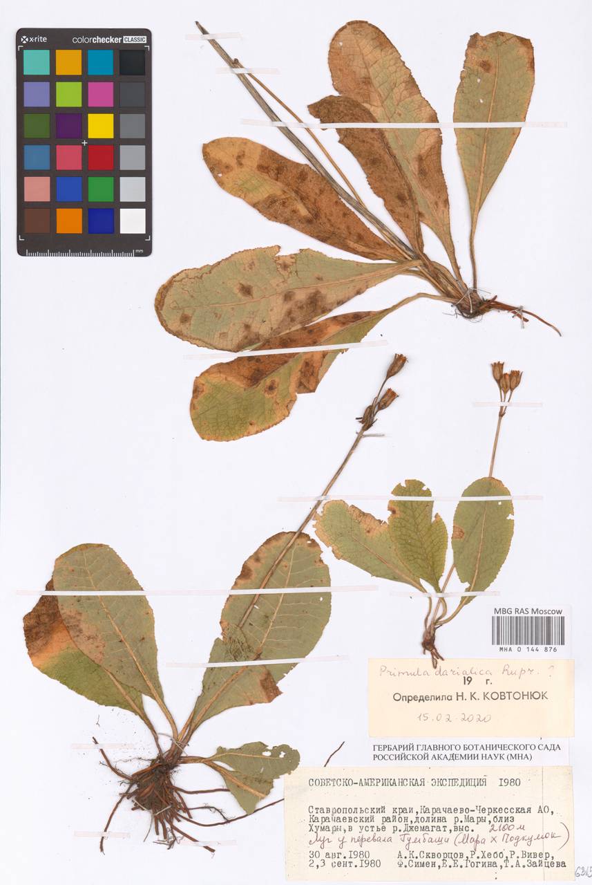 Primula darialica Rupr., Caucasus, Stavropol Krai, Karachay-Cherkessia & Kabardino-Balkaria (K1b) (Russia)