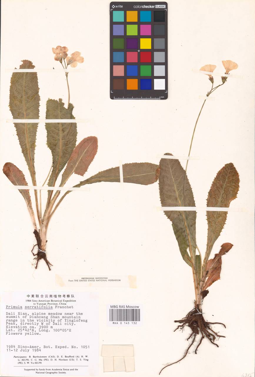 Primula serratifolia Franch., South Asia, South Asia (Asia outside ex-Soviet states and Mongolia) (ASIA) (China)