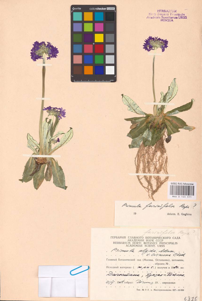 Primula farinifolia Rupr., Caucasus, Dagestan (K2) (Russia)