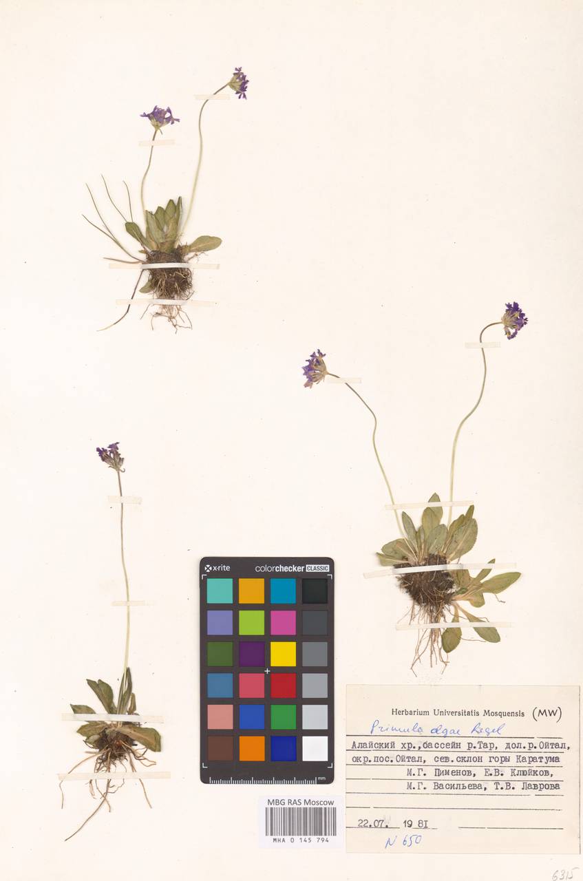 Primula olgae Regel, Middle Asia, Pamir & Pamiro-Alai (M2) (Kyrgyzstan)