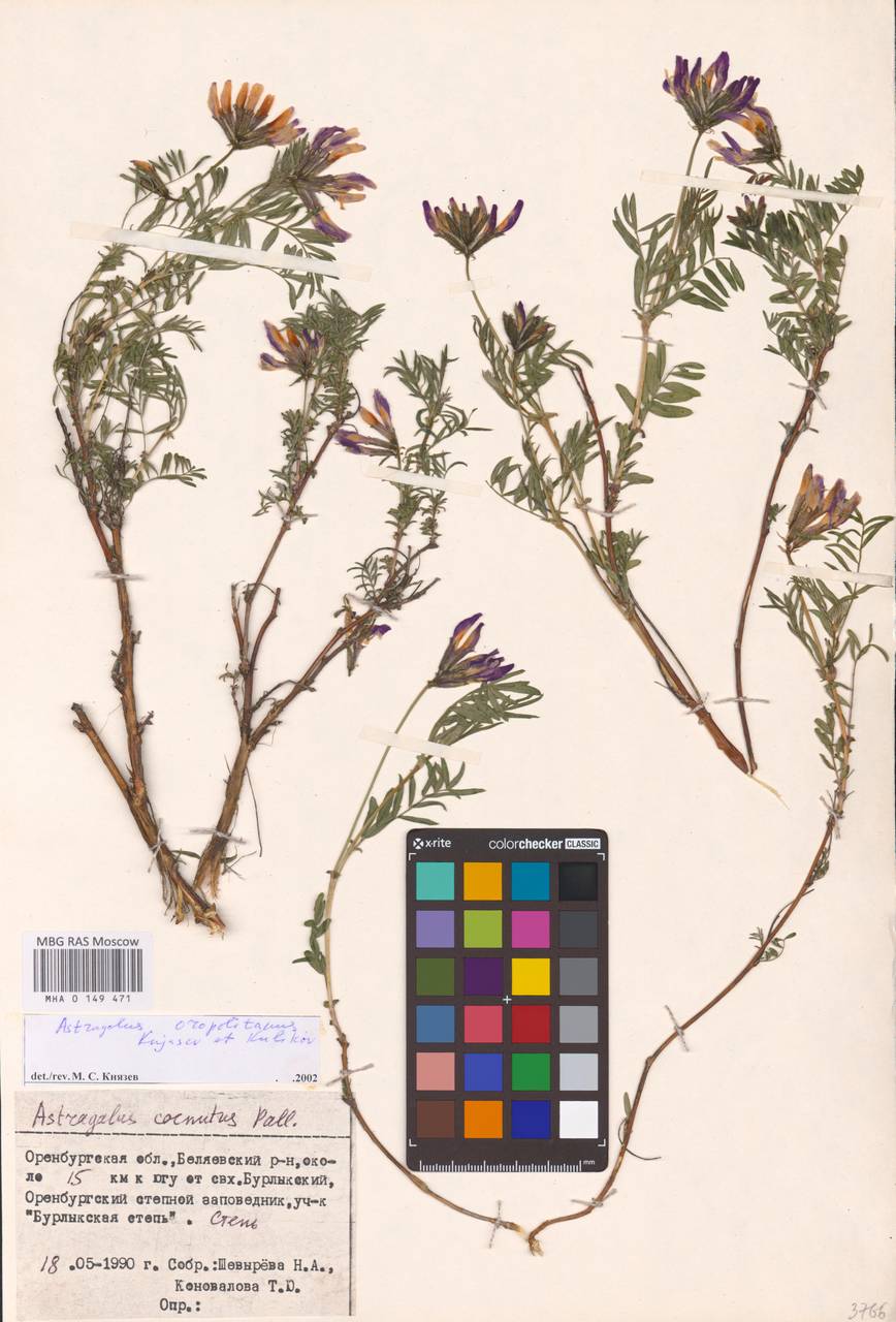 Astragalus oropolitanus Knjaz. & Kulikov, Eastern Europe, Eastern region (E10) (Russia)