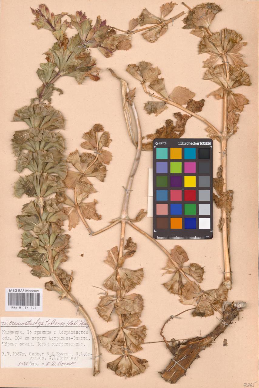 MHA 0 154 104, Phlomoides uralensis Salmaki, Eastern Europe, Lower Volga region (E9) (Russia)