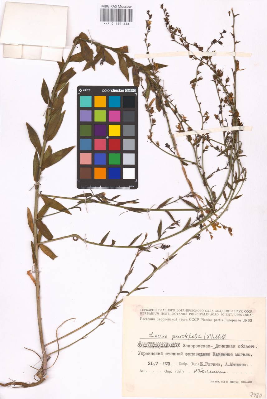 MHA 0 159 238, Linaria genistifolia (L.) Mill., Eastern Europe, South Ukrainian region (E12) (Ukraine)