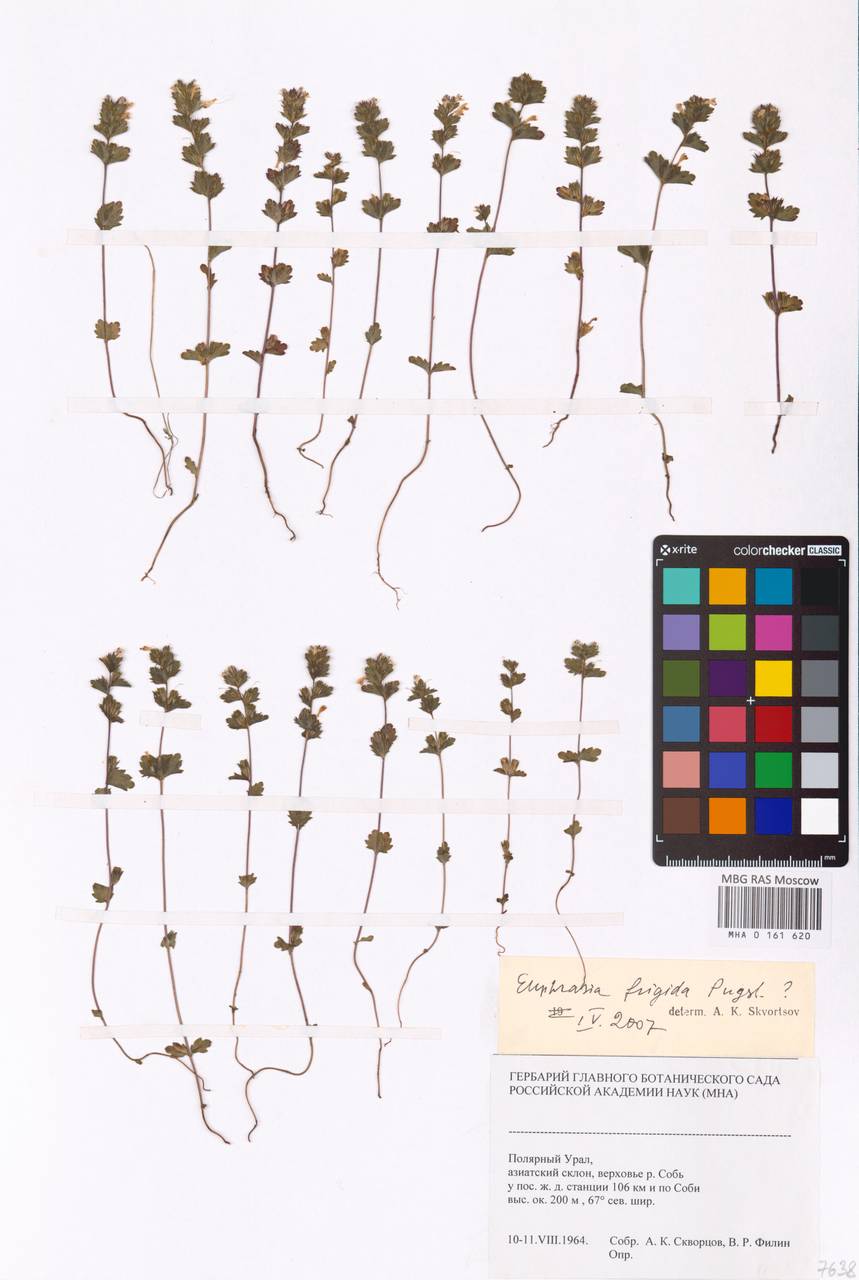 MHA 0 161 620, Euphrasia frigida Pugsley, Siberia, Western Siberia (S1) (Russia)