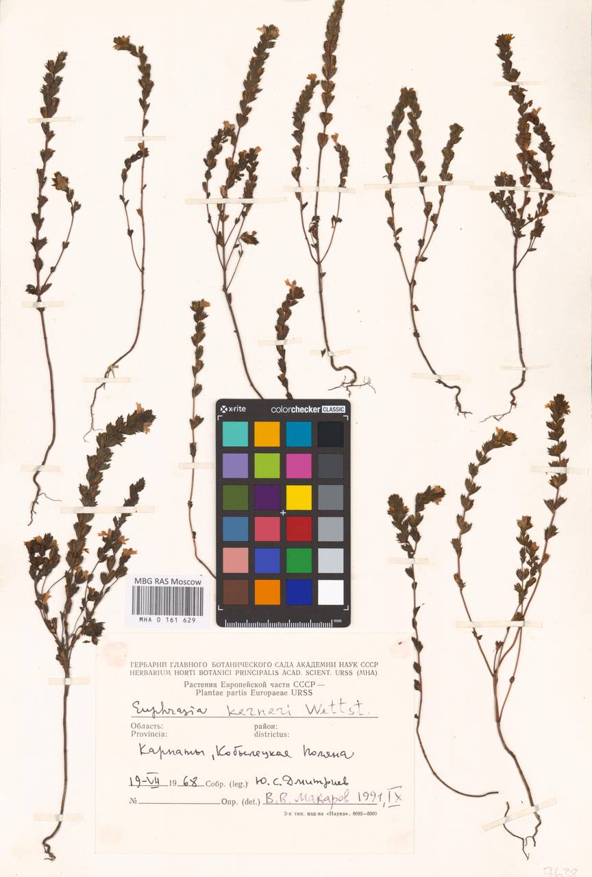 MHA 0 161 629, Euphrasia kerneri Wettst., Eastern Europe, West Ukrainian region (E13) (Ukraine)