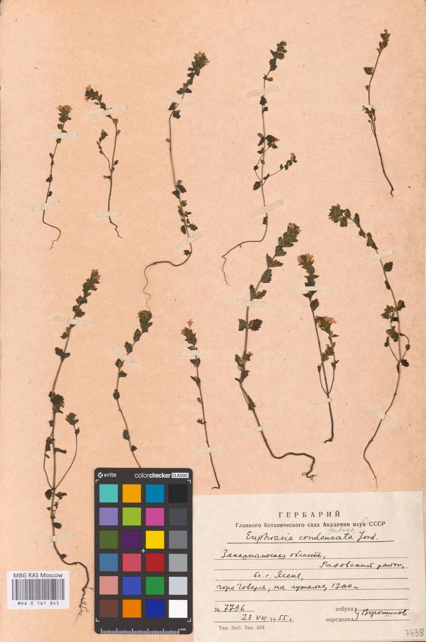 MHA 0 161 845, Euphrasia tatrae, Eastern Europe, West Ukrainian region (E13) (Ukraine)