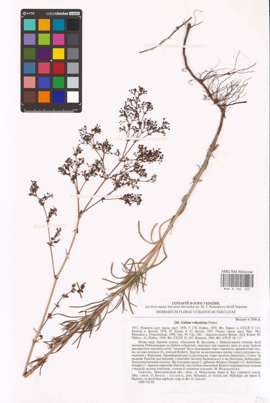 Galium volhynicum Pobed., Eastern Europe, South Ukrainian region (E12) (Ukraine)