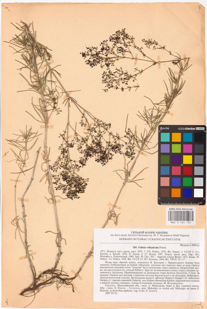 Galium volhynicum Pobed., Eastern Europe, South Ukrainian region (E12) (Ukraine)