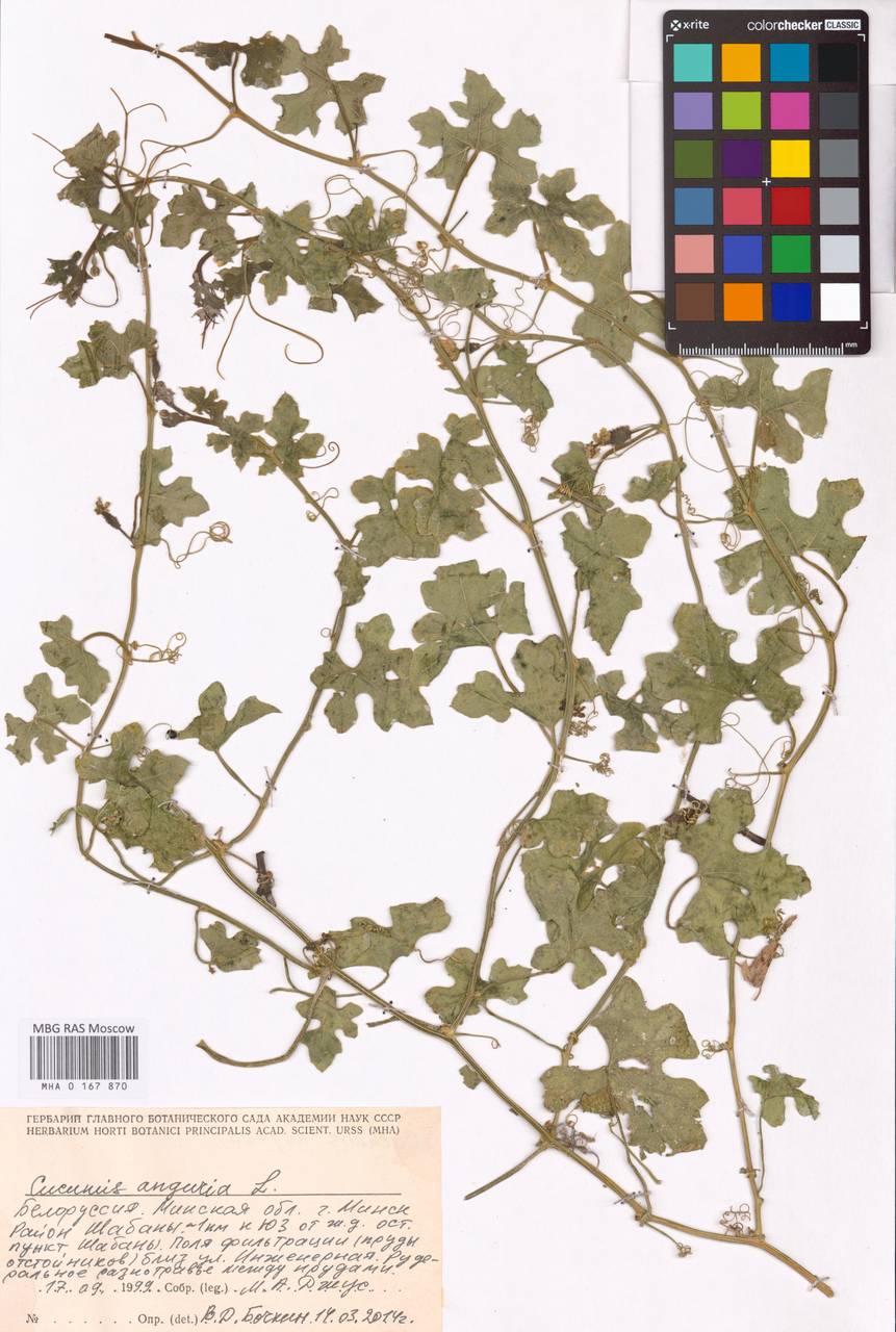 Cucumis anguria L., Eastern Europe, Belarus (E3a) (Belarus)