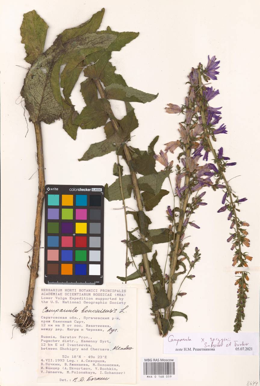 Campanula × spryginii Saksonov, Tzvelev & Bot.Zhurn., Eastern Europe, Lower Volga region (E9) (Russia)