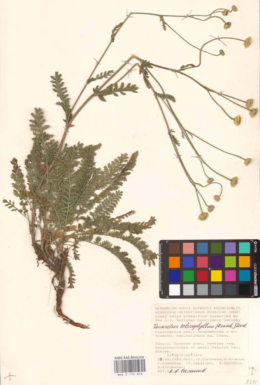 Tanacetum kittaryanum subsp. sclerophyllum (Krasch.) Tzvelev, Eastern Europe, Lower Volga region (E9) (Russia)