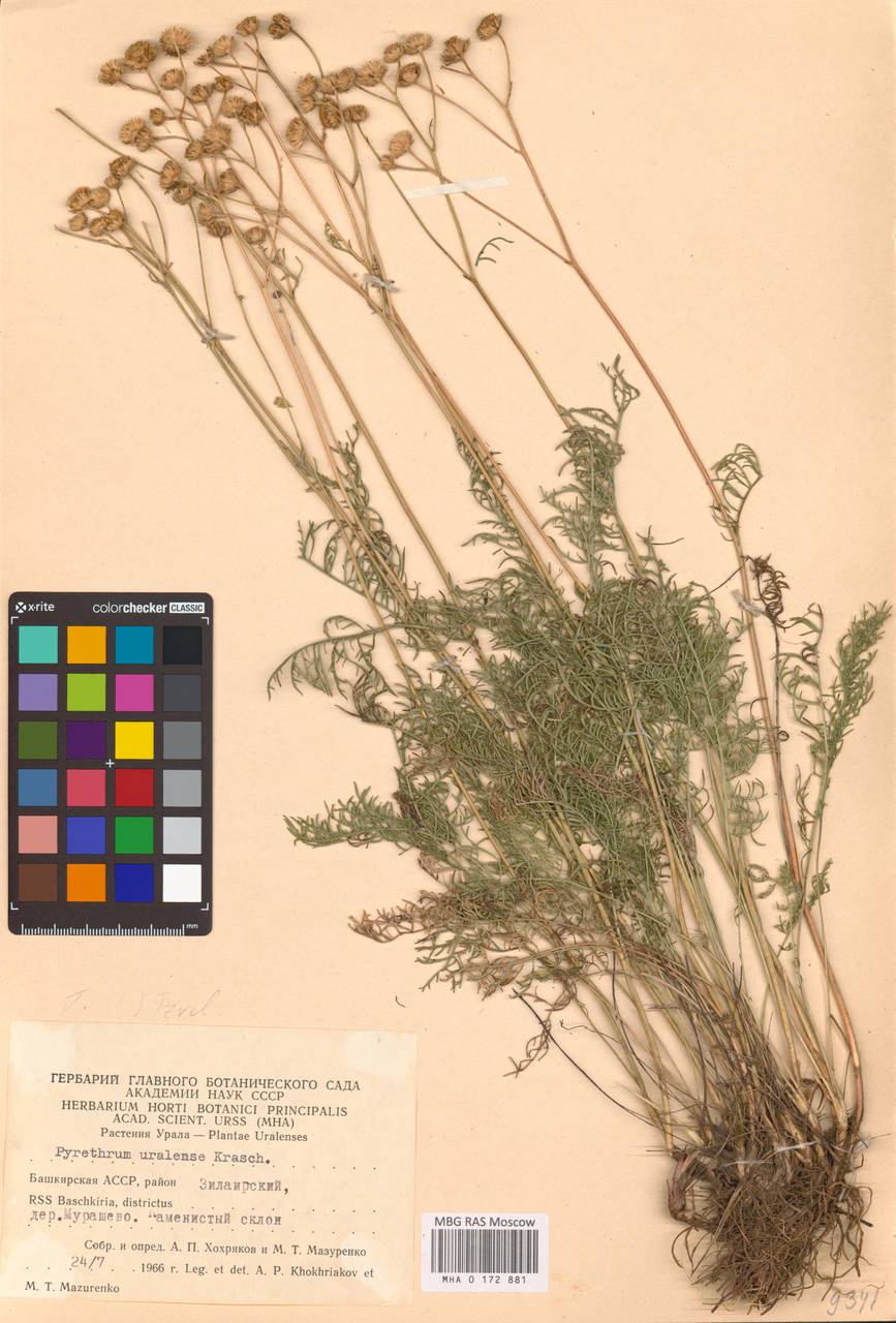 Tanacetum kittaryanum subsp. uralense (Krasch.) Tzvelev, Eastern Europe, Eastern region (E10) (Russia)