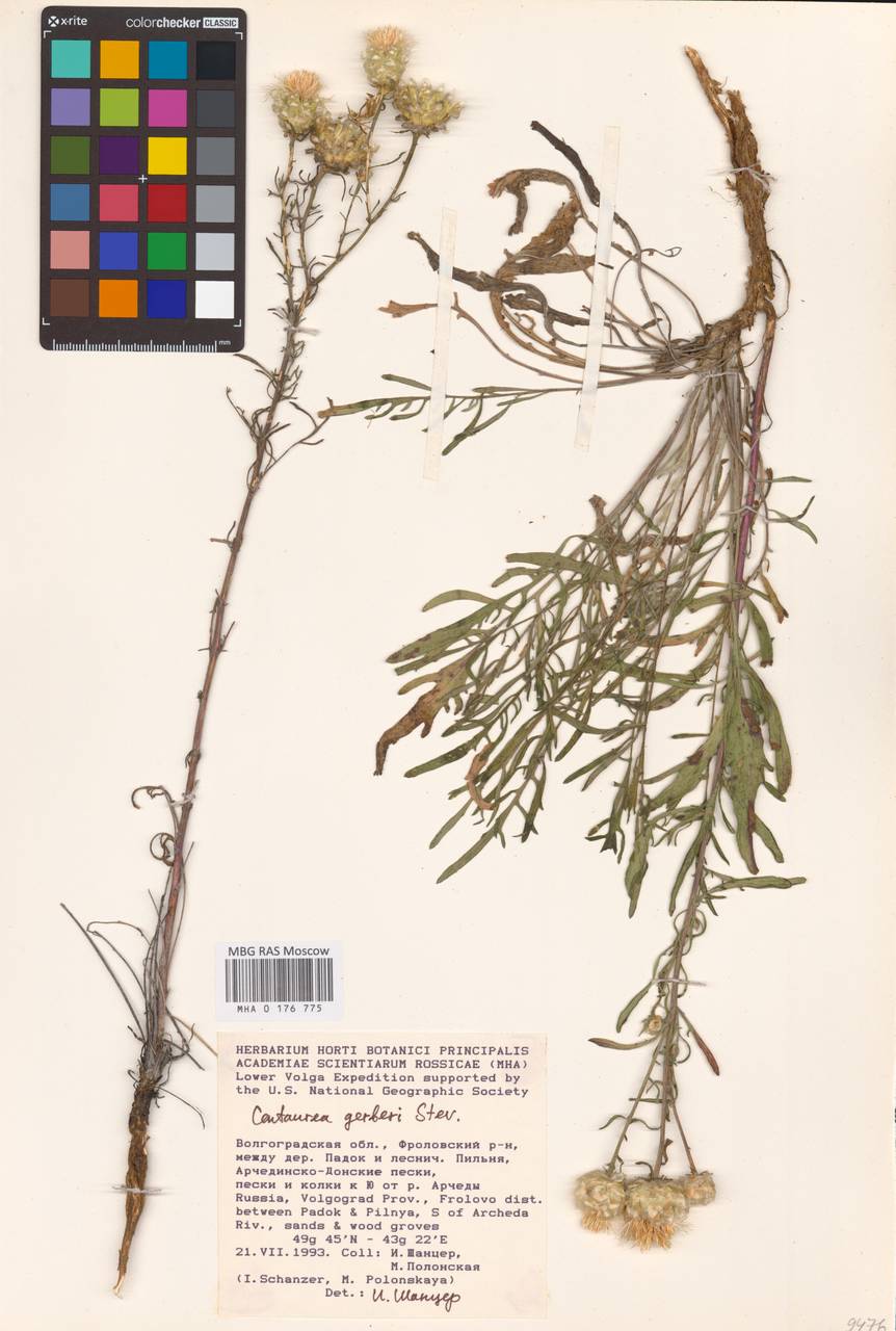 Centaurea gerberi Steven, Eastern Europe, Lower Volga region (E9) (Russia)