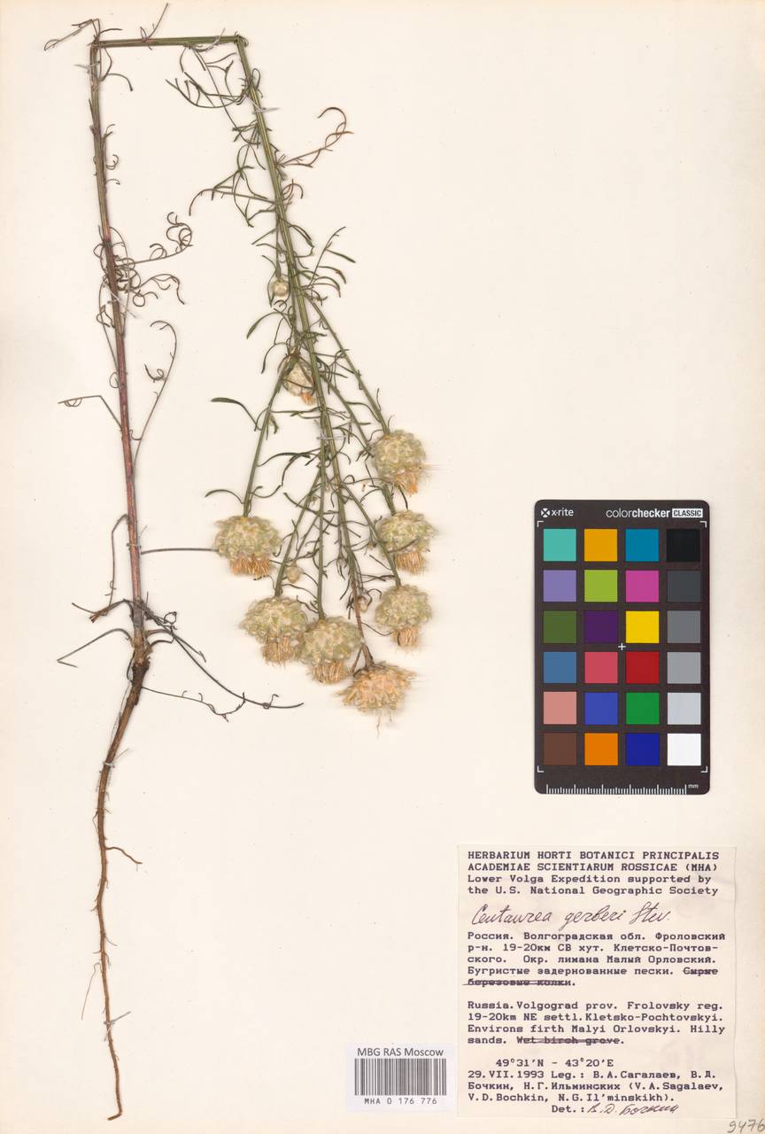 Centaurea gerberi Steven, Eastern Europe, Lower Volga region (E9) (Russia)