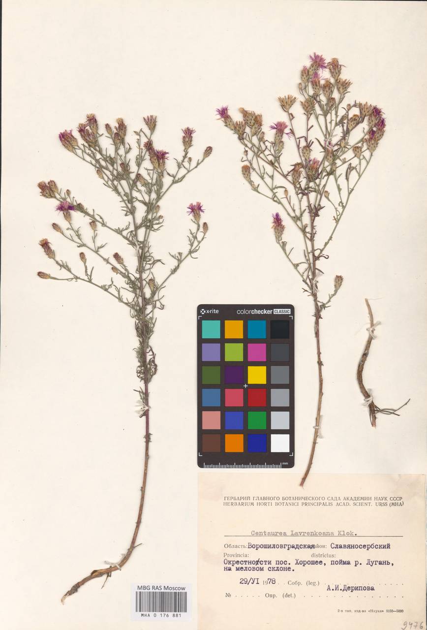 Centaurea lavrenkoana Klokov, Eastern Europe, North Ukrainian region (E11) (Ukraine)