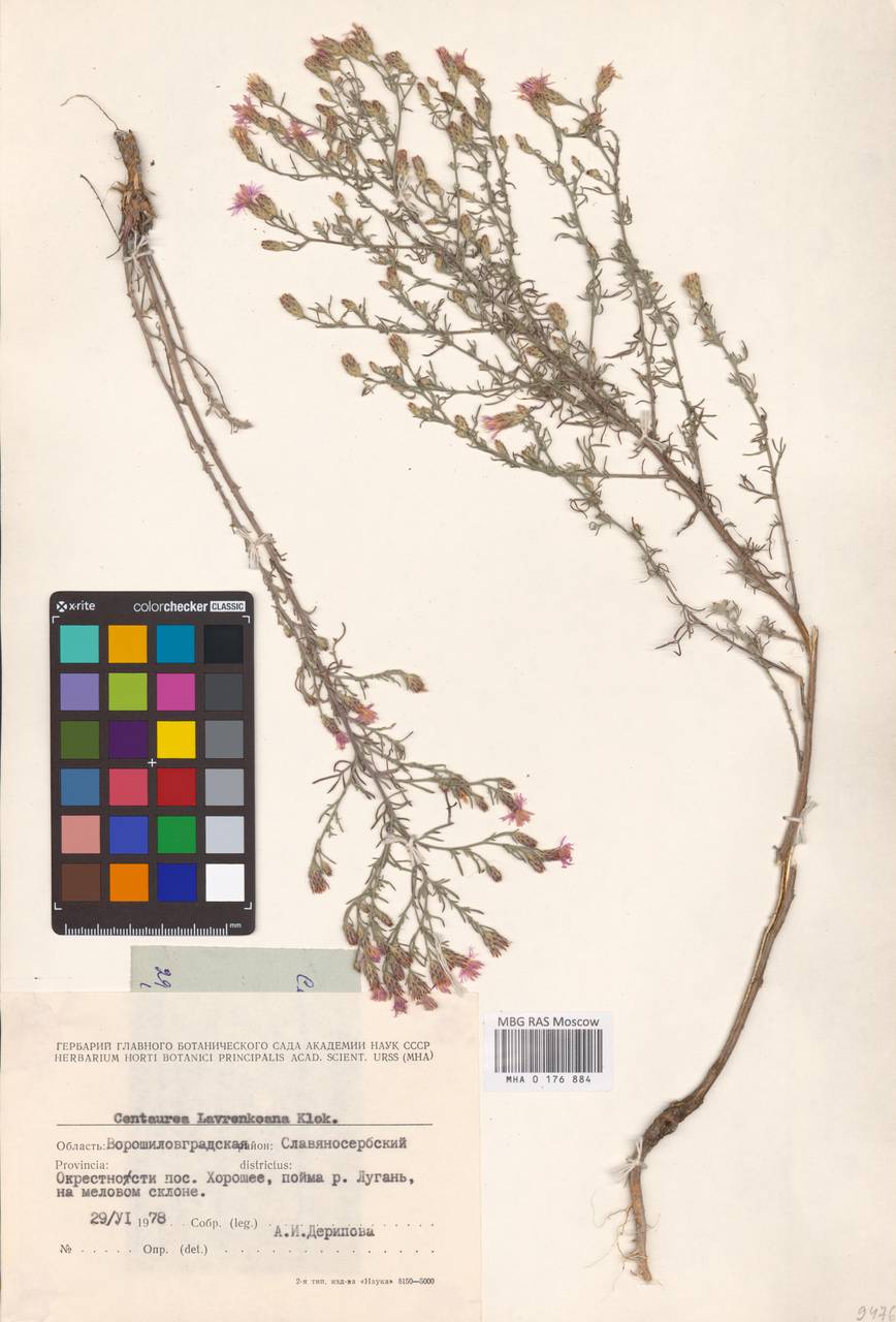 Centaurea lavrenkoana Klokov, Eastern Europe, North Ukrainian region (E11) (Ukraine)