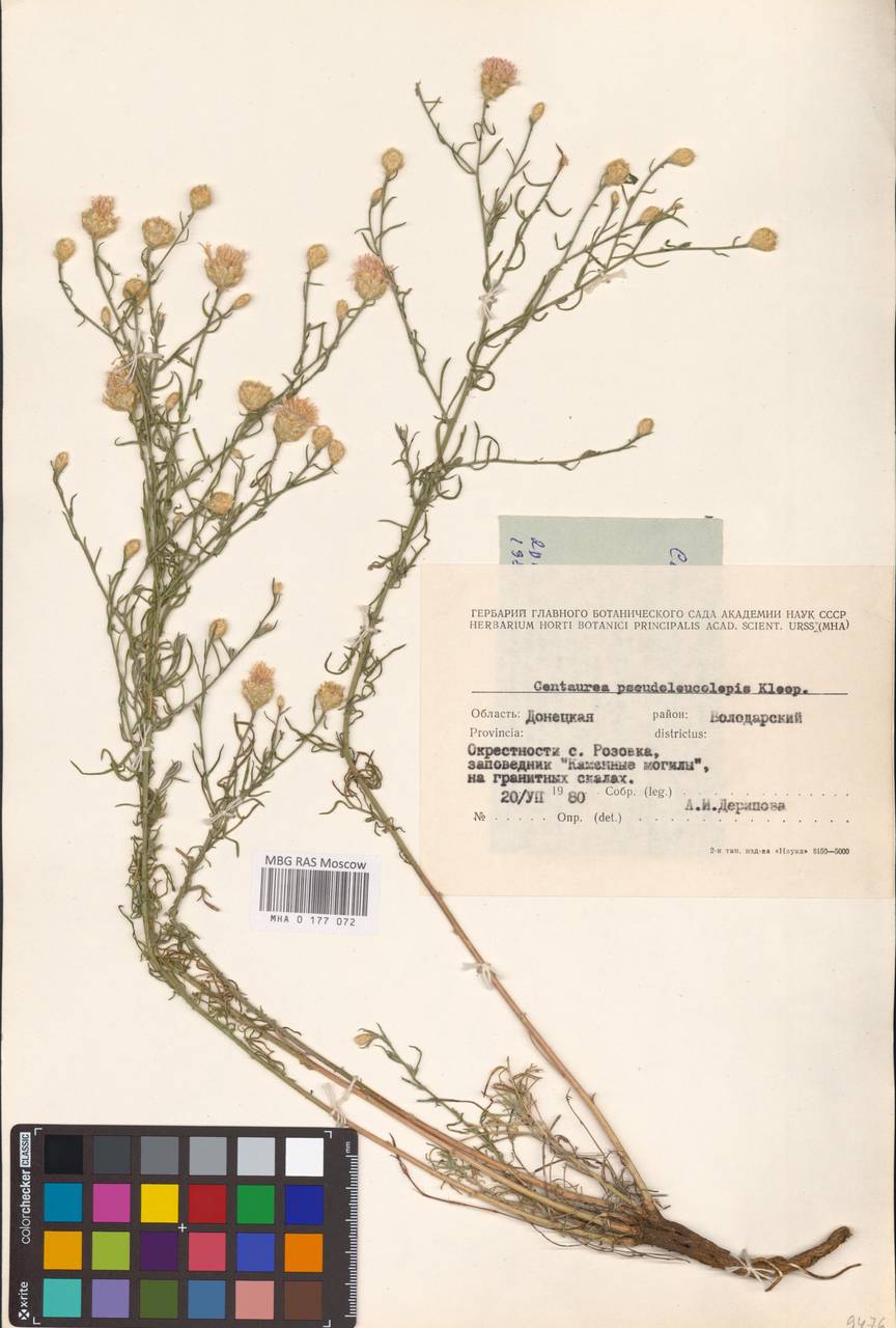 Centaurea pseudoleucolepis Kleopow, Eastern Europe, South Ukrainian region (E12) (Ukraine)