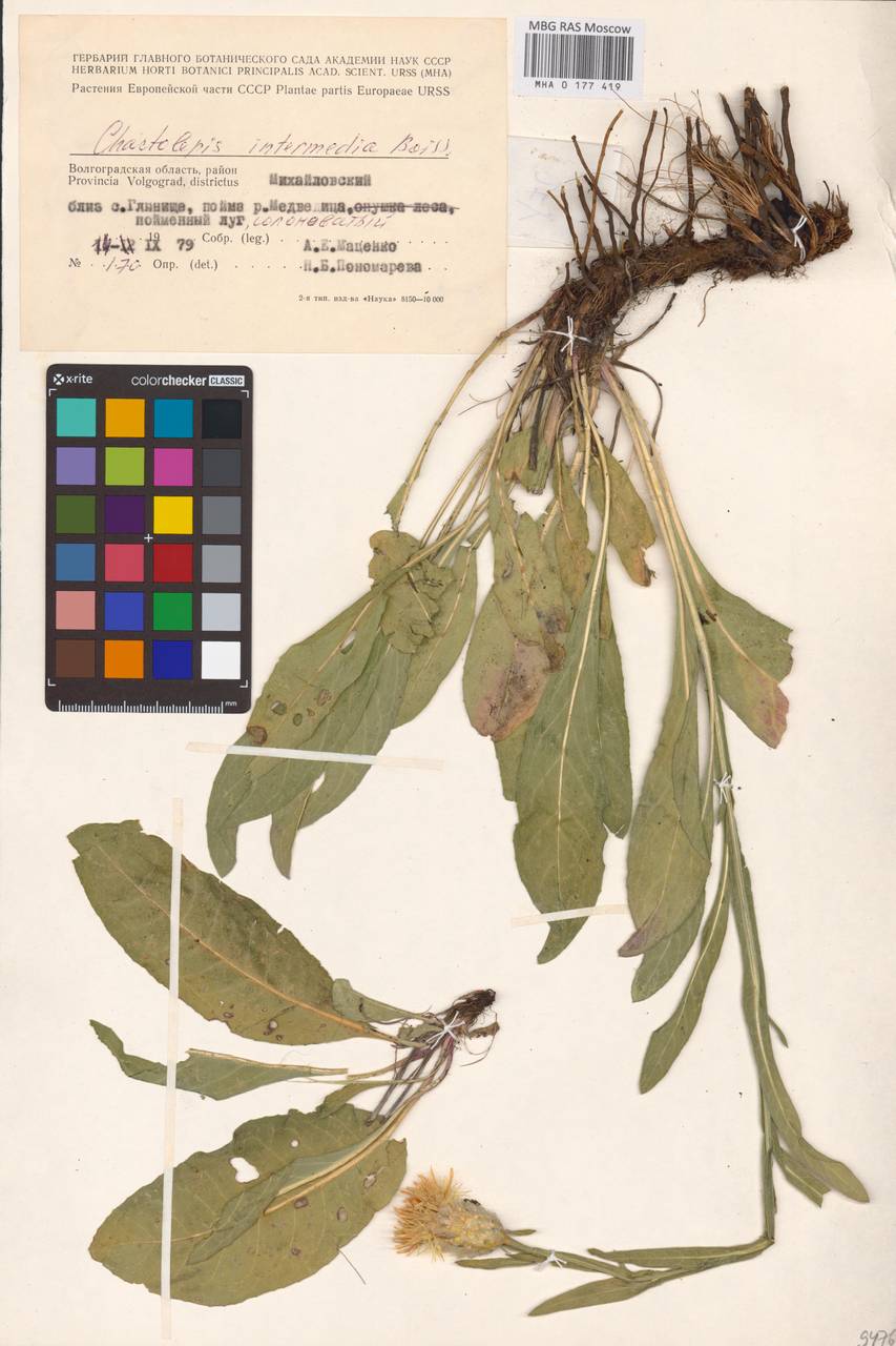 Centaurea glastifolia subsp. glastifolia, Eastern Europe, Lower Volga region (E9) (Russia)
